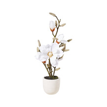 Neppe plant