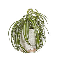 Plant met keramische pot