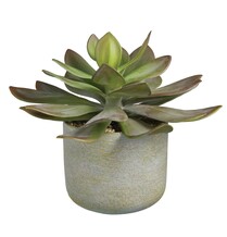 Nep vetplant