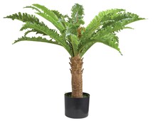 Nep Palm boom