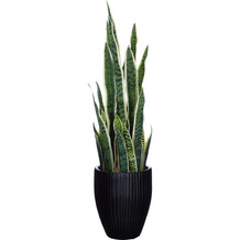 Plant in zwarte pot
