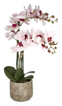 Kunst orchidee