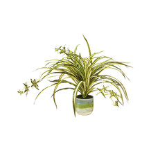 Plant in keramische pot