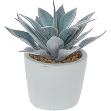 Nep plant