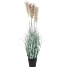 Nep Plant