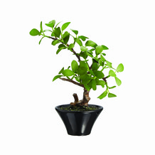 Kleine bonsai boom