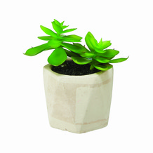 Klein vetplantje in grijze pot