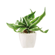 plant met pot