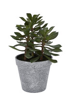 nep plant