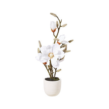 Neppe plant