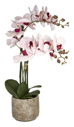 Kunst orchidee