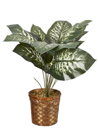 Plant met grote bladeren en rieten pot