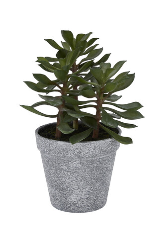 nep plant